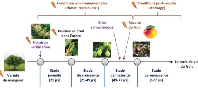 Figure 11. Les facteurs d’impact de la variabilité aromatique de la mangue. 