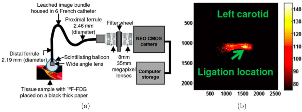 Figure 1.22 – (a) Schéma du dispositif de détection, (b) Autoradiographie de la carotide gauche chez une souris marquée au FDG (axe X et Y, la distance en pixel, axe Z, l’intensité.