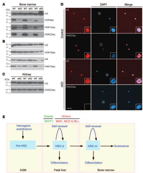 Figure 8. BRPF1 regulates histone acetylation in the bone marrow and LSK cells. (A and B) Immunoblotting analysis of histone H3 and H4 acetylation in  wild-type and Brpf1 fl/fl  Vav1-iCre (vKO) bone marrow cell extracts at P7