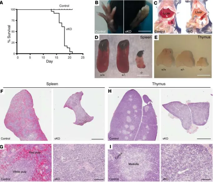 Figure 1. Brpf1-deficient mice display postnatal lethality and severe hematopoietic hypoplasia