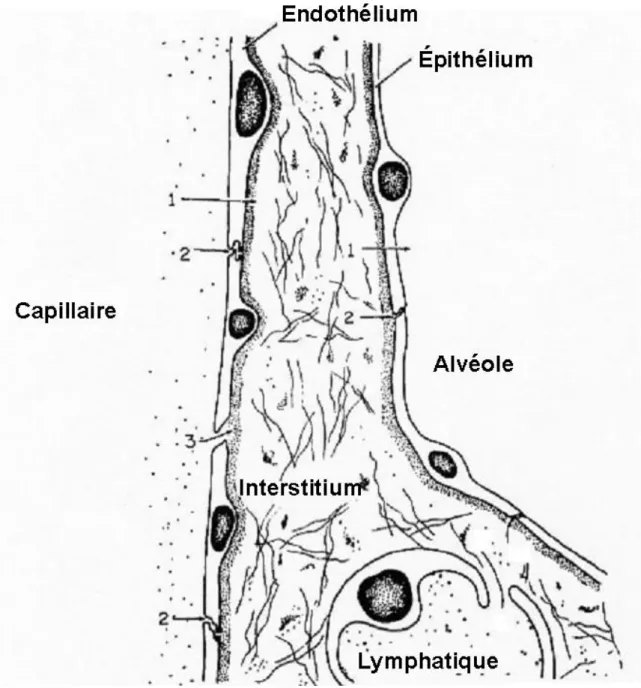 Figure  7  :Représentation  schématique  de  la  filtration  d'eau  et  de  protéines  à  travers  la  barrière  capillaro- capillaro-alvéolaire