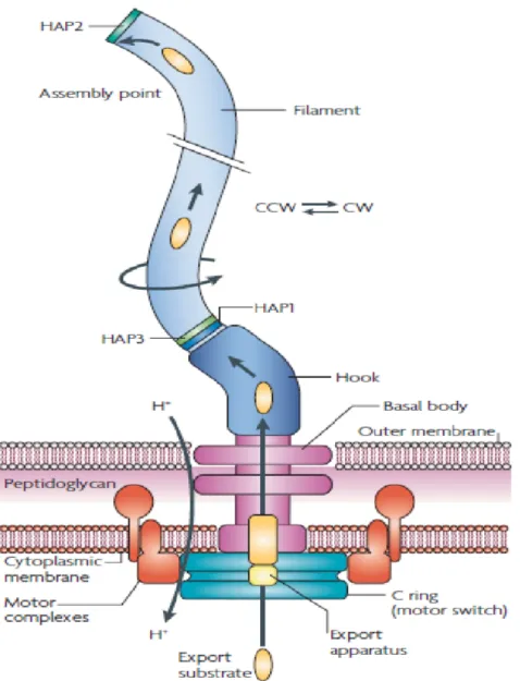 Figure 6 : Structure et assemblage du flagelle bactérien.  Le flagelle bactérien se compose de trois  parties: le filament, le crochet et le corps basal