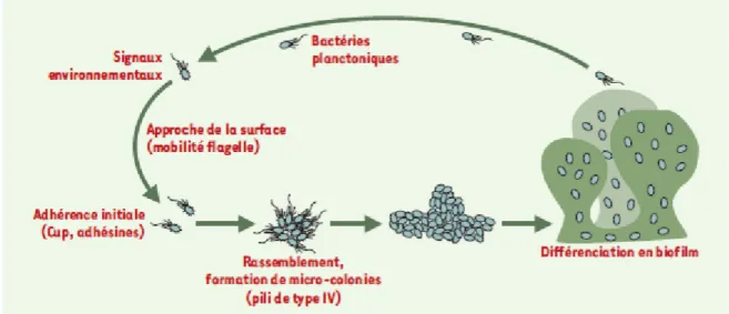 Figure  7 :  Modèle  de  formation  d’un  biofilm  par  Pseudomonas  aeruginosa  (Filloux  and  Vallet, 2003).