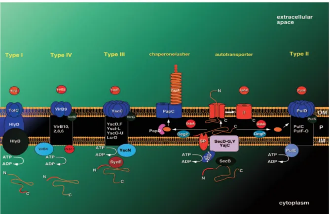 Figure 10 :  Présentation schématique des principaux systèmes de sécrétion de protéines  connus chez les bactéries à Gram négatif