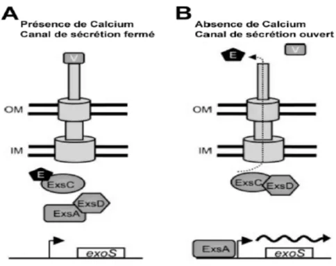 Figure 16 : Modèle d’induction in vitro du SSTT.  A, en présence de calcium le canal de sécrétion  est fermé par PcrV (V), ExsC est séquestrée par ExsE (E) et le gène exoS est peu exprimé