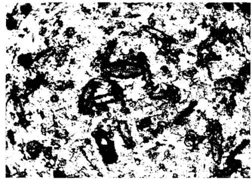 FIG. 1. Amorphous granular peat (magnification, 200 X). :::J . a: w o Cl.w2gj(f)(f)wa:Cl