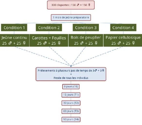 Figure 10. Schéma du protocole expérimental de manipulation des régimes alimentaires. 