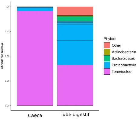 Figure 14. Composition des microbiotes des caeca et du tube digestif. 
