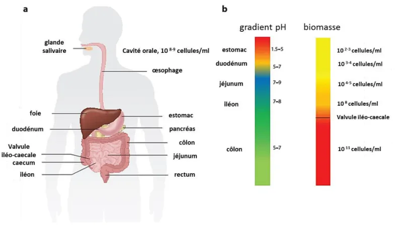 Figure 5: Caractéristiques des principaux habitats du tractus gastro-intestinal humain et du  i o iote