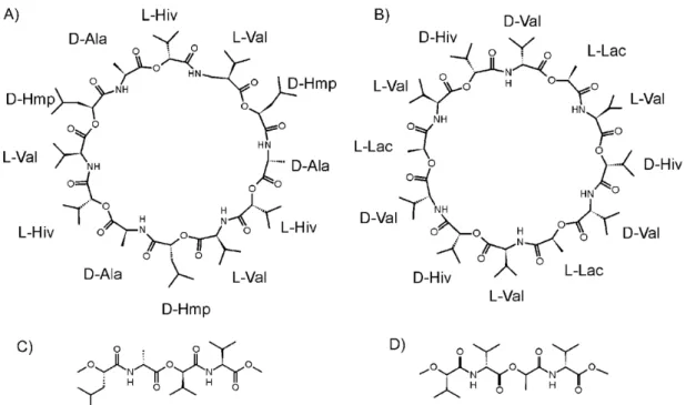 Figure 6: Schéma représentant la structure chimique de la céréulide provenant de B. cereus  (A), de la valinomycine de Streptomyces tsusimaensis (B) et de leurs motifs répétés (C et D)  (Kroten, et al., 2010) 