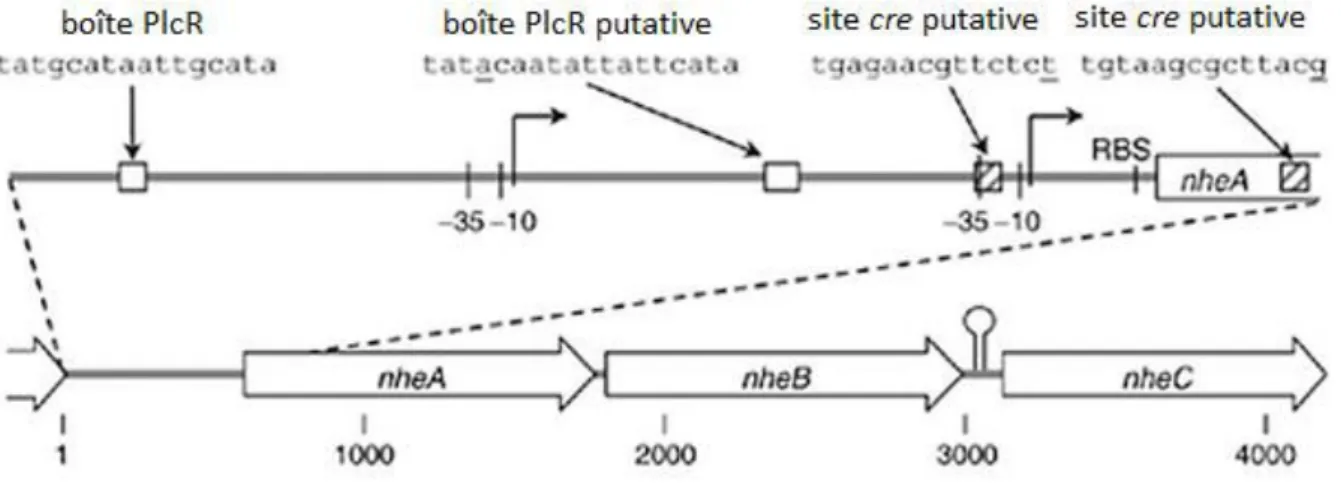 Figure 9 : Rep se tatio  s h ati ue de l’op o   nheABC avec les promoteurs et sites de  régulation chez B