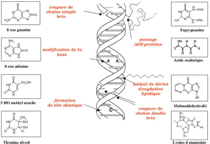 Figu e  : Les alt atio s de l’ADN pa  les ROS e dog es  (Favier, 2003) 