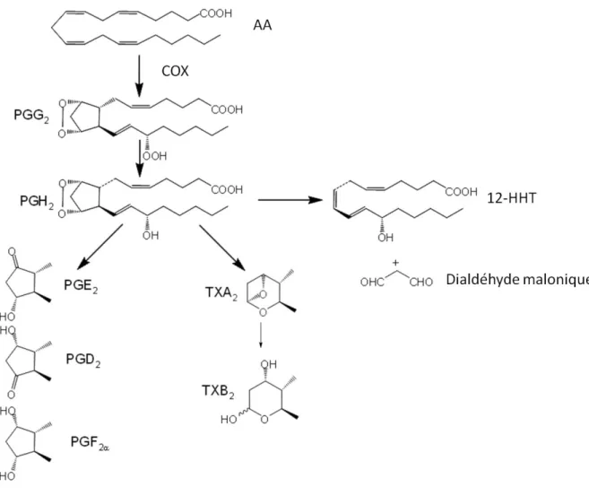 Figure 3: Métabolisme oxygéné de l’acide arachidonique - voie de la COX    