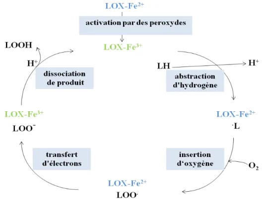 Figure 4: Métabolisme oxygéné des acides gras polyinsaturés par les LOXs 