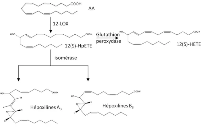 Figure  5: Métabolisme oxygéné de l’acide arachidonique-  voie de la 12-LOX  conduisant à la synthèse des hépoxilines 