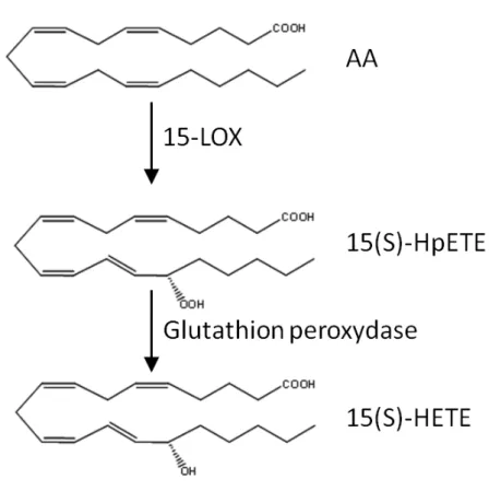 Figure 6: Métabolisme oxygéné de l’acide arachidonique - voie de la 15-LOX  