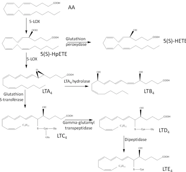 Figure 7: Métabolisme oxygéné de l’acide arachidonique - voie de la 5-LOX 