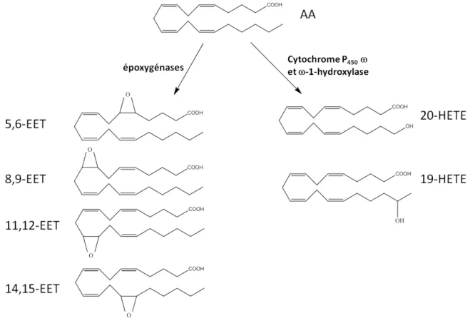 Figure  8: Métabolisme  oxygéné de l’acide arachidonique -  La voie des  époxygénases  et des cytochromes P450 ω - ou ω -1-oxygénases 