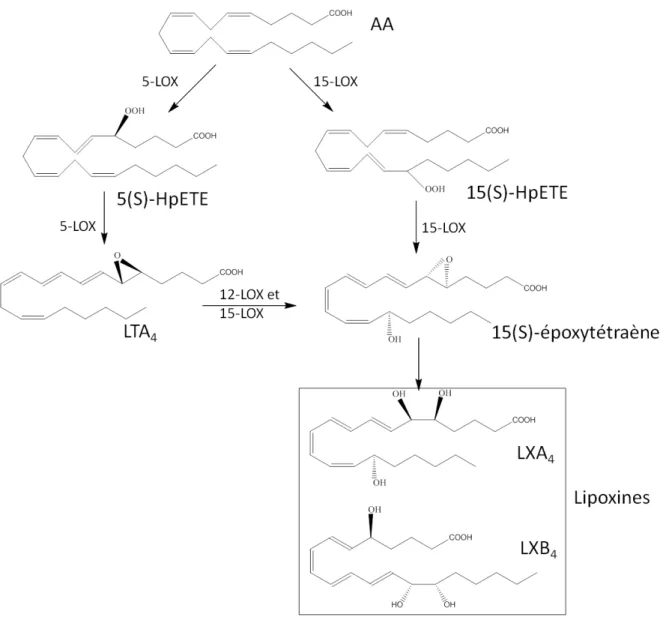 Figure 9: Métabolisme oxygéné de l’acide arachidonique conduisant à la synthèse  des lipoxines (Serhan CN et al., 1984) 