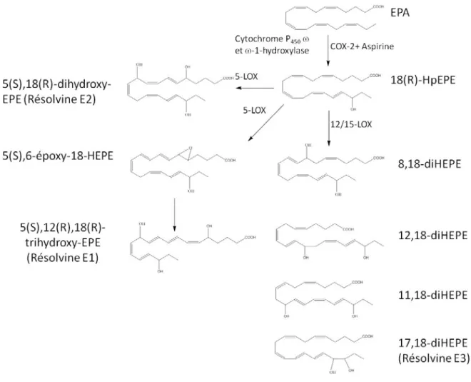 Figure 11: Schéma montrant la biosynthèse des résolvines E 