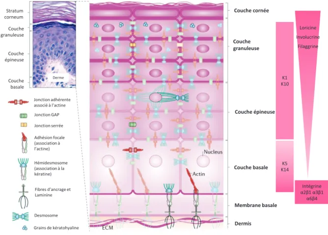 Figure 3 : Modifications structurales et biochimiques des kératinocytes au cours de la différenciation