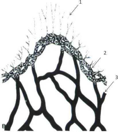 Figure 13 : Organisation schématique des fibres élastiques en réseau : 1) fibres oxytalanes, 2) fibres  d’élaunine, 3) fibres élastiques matures (Prost-Squarcioni et al., 2008) 