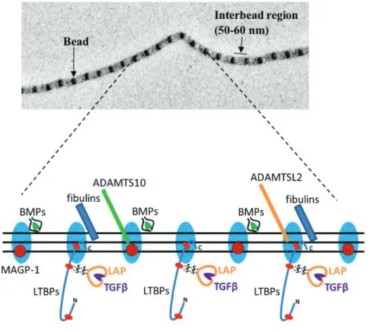 Figure 16: modèle d’organisation des microfibrilles, structure et interactions PANEL DU HAUT :  Microfibrilles vues en microscopie électronique, il est possible de voir une périodicité de 50-60nm