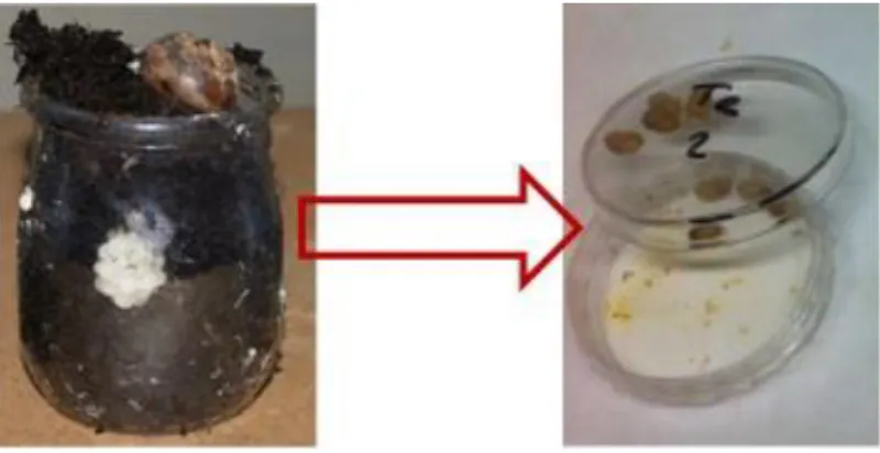 Figure I- 13 : Récupération des œufs d’escargot et mise en contact avec les solutions