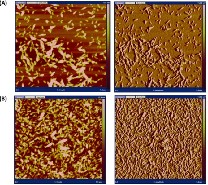 Figure S4: TEM images of cationic CNCs (from left to right): CNC-METAC-2A; CNC- CNC-METAC-2B; CNC-AEM-2A 