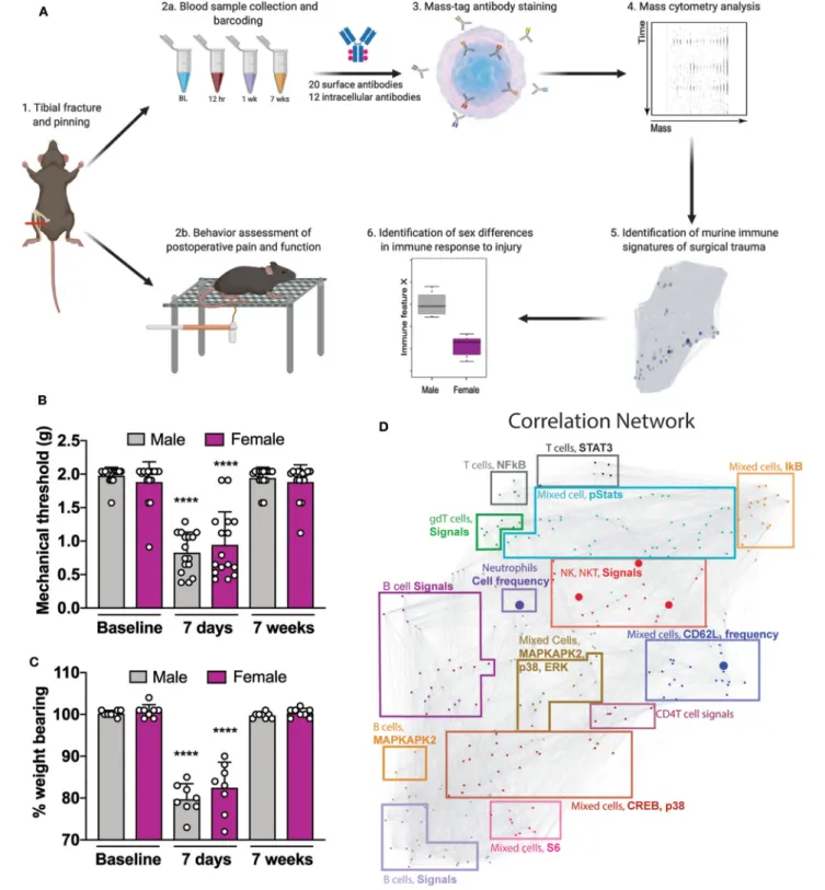 FIGURE 1 | Experimental workflow and analytical approach to murine immune response after orthotrauma