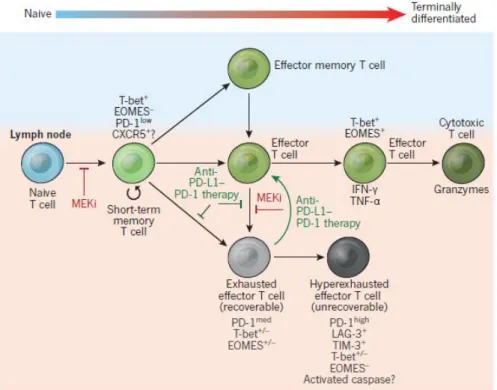 Figure  4  :  Les  stades  de  différenciation  des  LT  CD8  au  cours  de  la  réponse  immunitaire  antitumorale (Chen and Mellman, 2017)