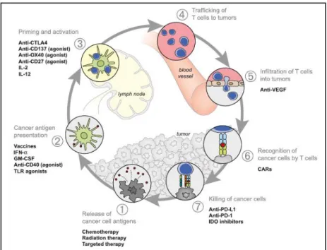 Figure 6 : Les stratégies thérapeutiques pouvant influer sur le cycle de l’immunité antitumorale  (Chen Ds and Mellman I, 2013)