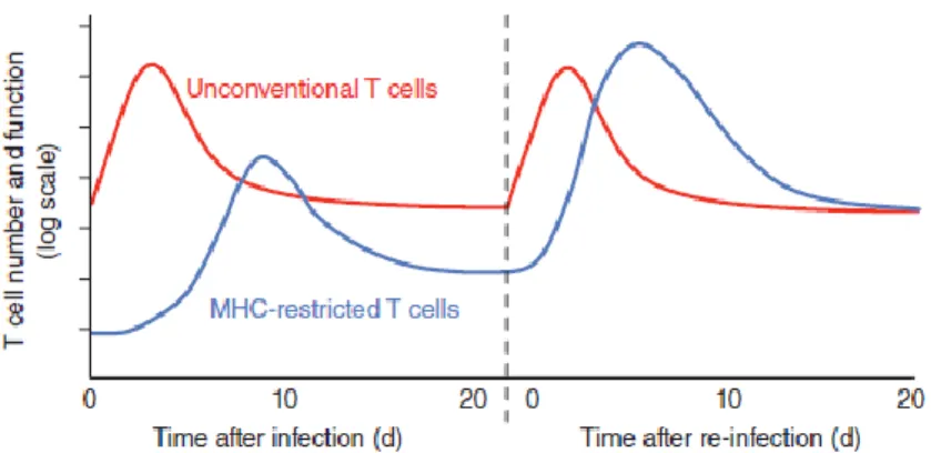Figure  8  :  Délai  de  réponse  primaire  et  secondaire  à  une  stimulation  infectieuse  des  LT  conventionnels versus non conventionnels (Godfrey et al., 2015)