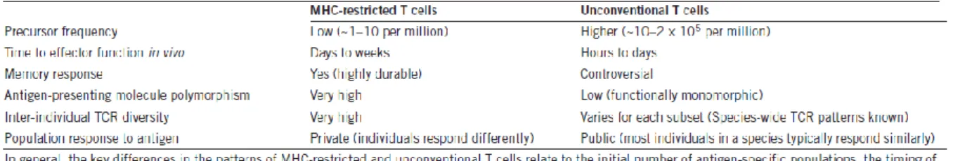 Figure 9 : Caractéristiques des LT conventionnels (« MHC-restricted T cells ») versus celles des  LT non conventionnels (Godfrey et al., 2015)