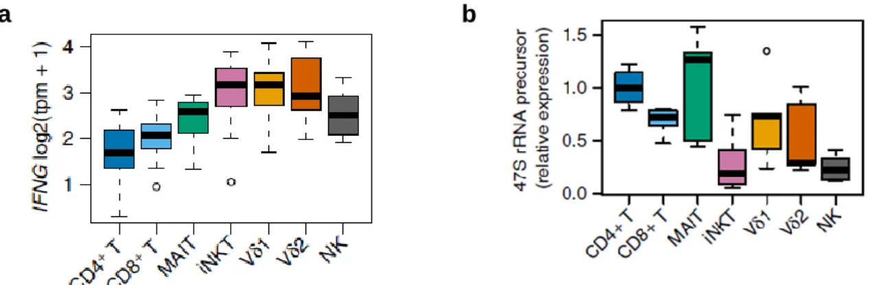 Figure  12  :  Les  LT  innés  ont  un  potentiel  d’expression  de  l’IFN-γ  accru  et  un  potentiel  de  prolifération réduit (Gutierrez-Arcelus M et al., 2019)