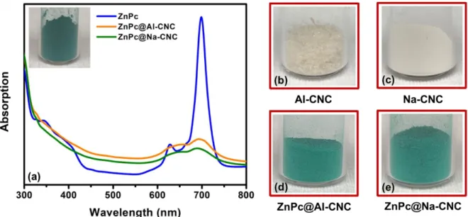 Fig.  4.  (a)  UV-vis  spectra  of  dispersions  of  ZnPc  and  conjugated  CNC  in  DMF