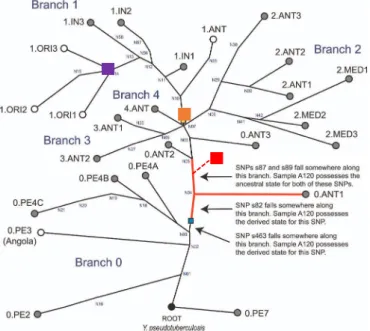 Figure 10 : représentation de la phylogénie de Y. pestis, basée sur Cui et al. [11]. Les quatre lignées  majeures  sont  représentées  et  l’arbre  est  enraciné  dans  Y