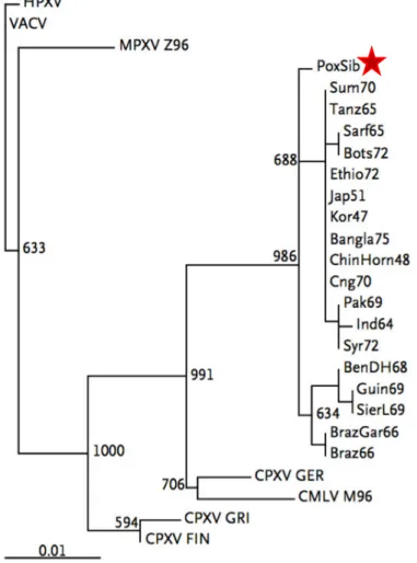 Figure  17 :  analyse  phylogénétique  du  concaténat  des  trois  gènes  amplifiés  dans  la  momie  sibérienne  (astérisque  rouge)