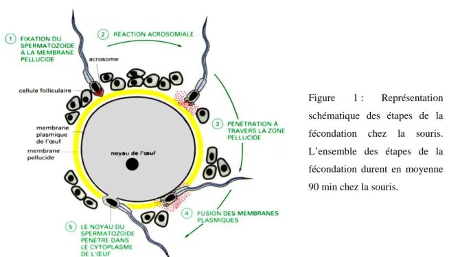 Figure  1 :  Représentation  schématique  des  étapes  de  la  fécondation  chez  la  souris