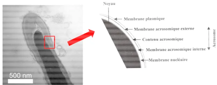 Figure  2 :  Coupe  longitudinale  observée  au  microscope  électronique  de  la  tête  de  spermatozoïde  de  souris  et  sa  représentation schématique