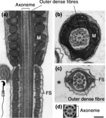 Figure  4 :  (a)  Coupe  longitudinale  observée  au  microscope  électronique  de  la  jonction  entre  la  pièce  intermédiaire  et  la  pièce  principale  d'un  spermatozoïde  de  souris