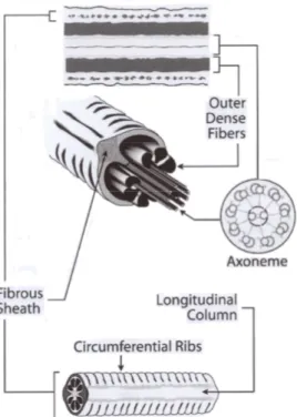 Figure  7 :  Représentation  schématique  de  la  gaine  fibreuse.  La  gaine  fibreuse  entoure  l’axonème  et  les  fibres denses ODF au niveau de la pièce principale du  flagelle  du  spermatozoïde