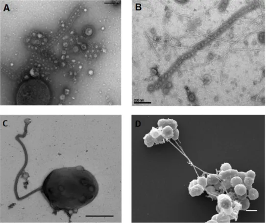 Figure  3:  Nanotubes  produced  by  Thermococcales.  (A,  B,  C)  Transmission  electron  microscopy images