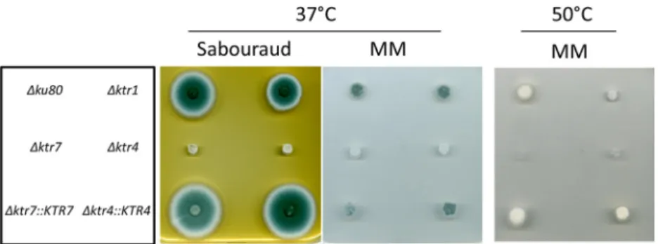 FIG 2 Growth of the parental ⌬ ku80 strain, ⌬ ktr1, ⌬ ktr4 and ⌬ ktr7 mutants, and ⌬ ktr4::KTR4 and