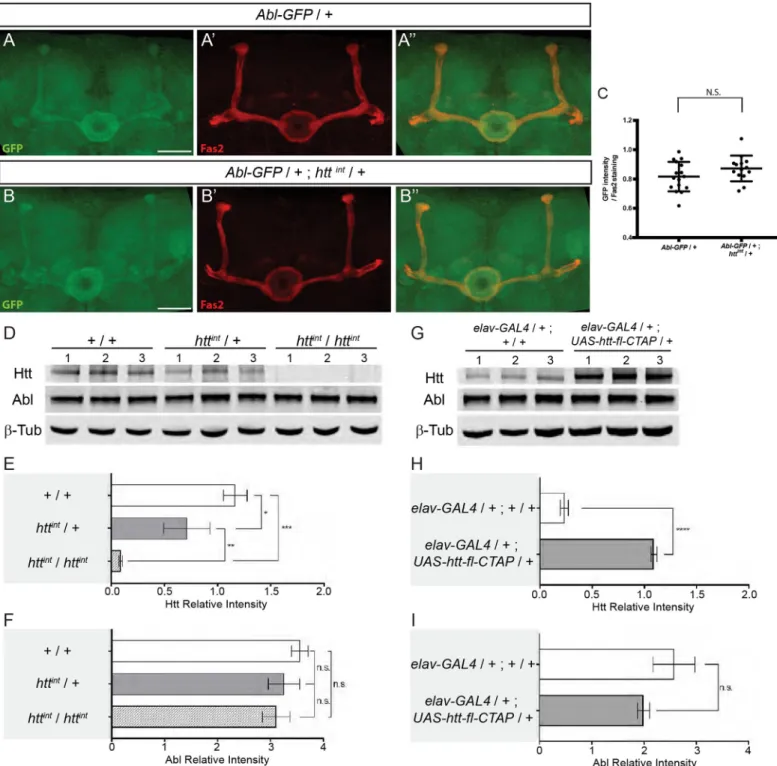 Fig 6. htt does not seem to affect the quantity of ABL in the MBs or the total levels of neuronal Abl in Drosophila
