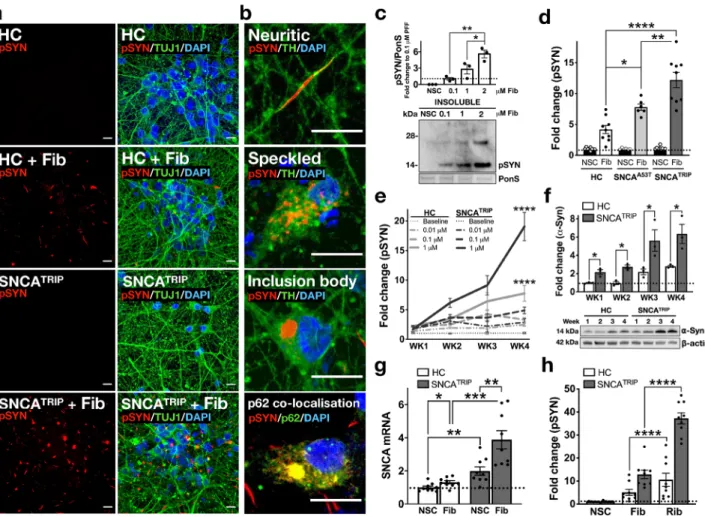 Fig. 1 Characterisation of α -synuclein seeded aggregation in iPSC-derived dopaminergic neurons