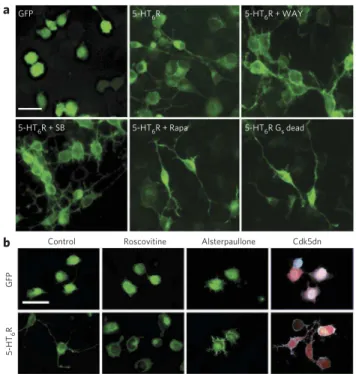 Figure 2 | 5-HT 6 R expression induces neurite growth of NG108-15 cells   through a Cdk5-dependent mechanism