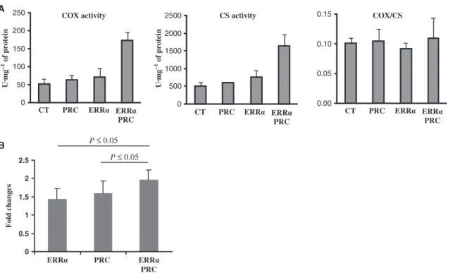 Fig. 4. ERRa–PRC complex-induced mitochondrial function. RO 82 W-1 cells were transfected with 50 ng ERRa and ⁄ or 50 ng PRC