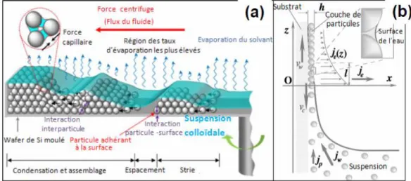 Figure 10: (a) Schéma de l’étalement/séchage d’une suspension colloïdale sur tournette (spin- (spin-coating)[39], (b) Schéma de l’étalement/séchage d’une suspension colloïdale sur substrat immergé 