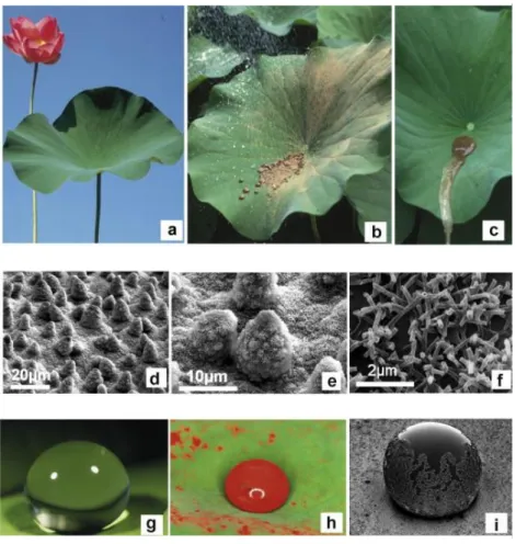Figure 1: Images montrant la surface superhydrophobe et autonettoyante du Lotus. (a)une plante à  fleurs de lotus, (b) une feuille de lotus contaminée avec de l'argile et (c) diparition des particules  adhérentes par l'eau